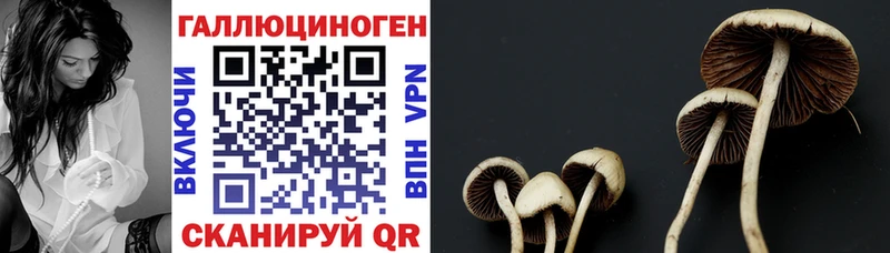 Псилоцибиновые грибы Psilocybine cubensis  Сретенск 